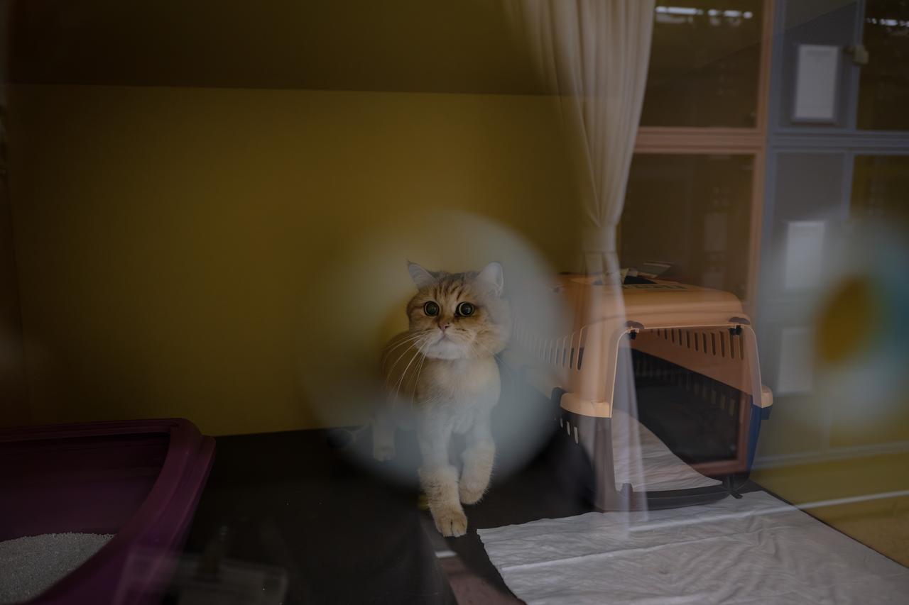 A cat is seen in “Pet Lounge” established at Istanbul Airport in Istanbul, Türkiye, April 21, 2026. (AA Photo)