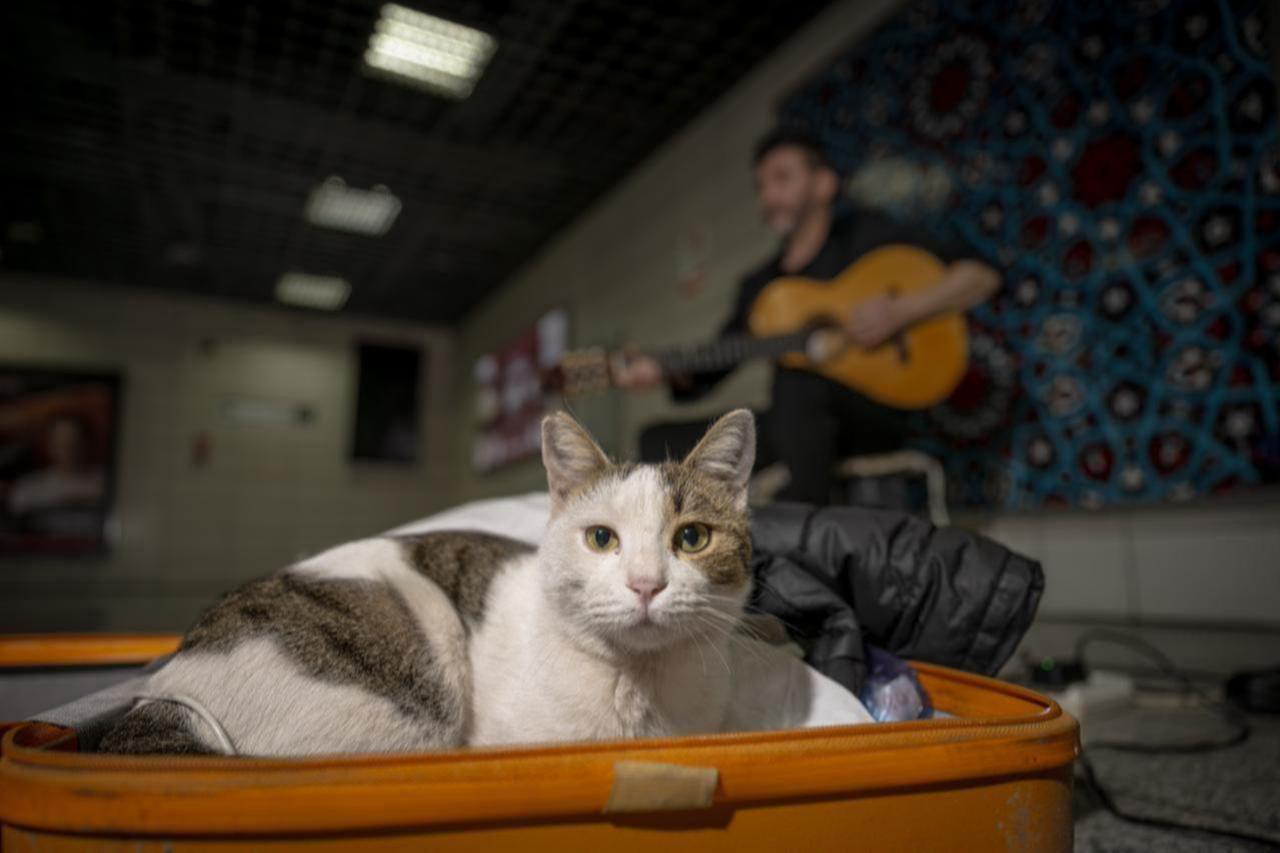 A cat named “Sirkecili” has become a beloved companion of street musicians performing on the platform at Sirkeci Marmaray Station in Istanbul, Türkiye, Nov. 7, 2025. (AA Photo)