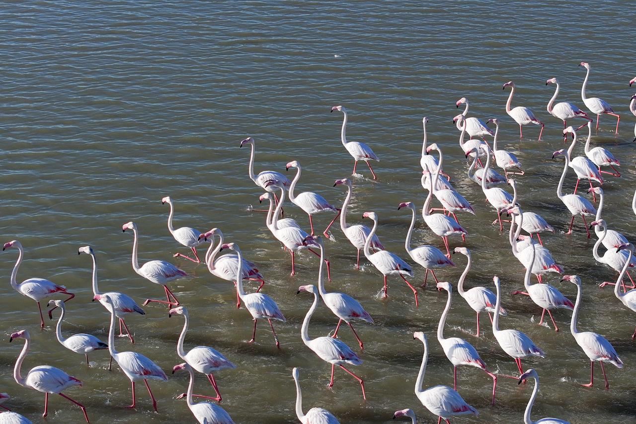 Turkish villagers’ canal creates unexpected bird paradise