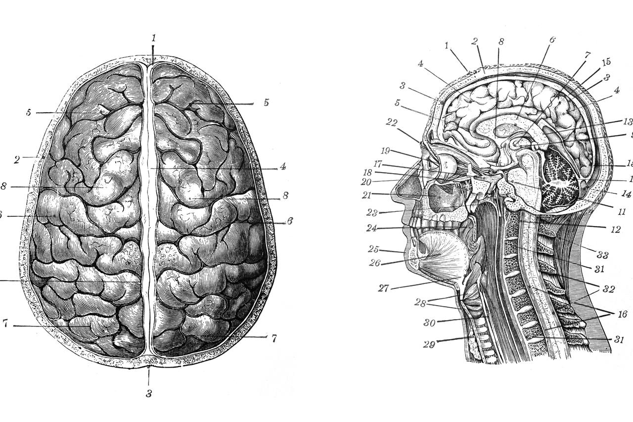 Scientists debate whether human brains have shrunk over millennia