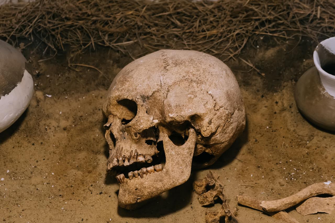 An ancient human skull rests inside an archaeological tomb at a historical excavation site (Adobe Stock Photo)