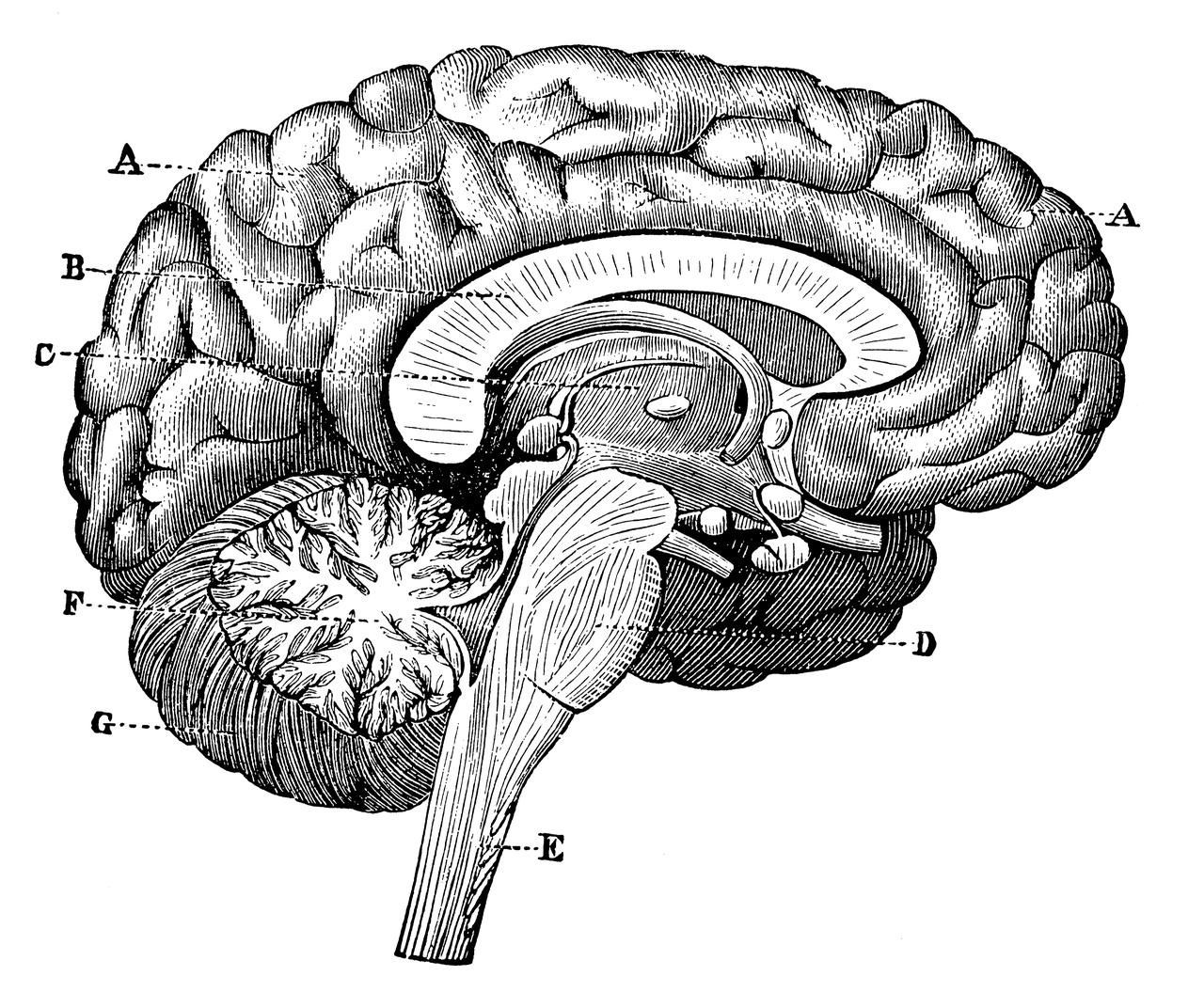 Illustration of the vertical section of the brain through the two hemispheres from the 19th century. (Adobe Stock Photo)