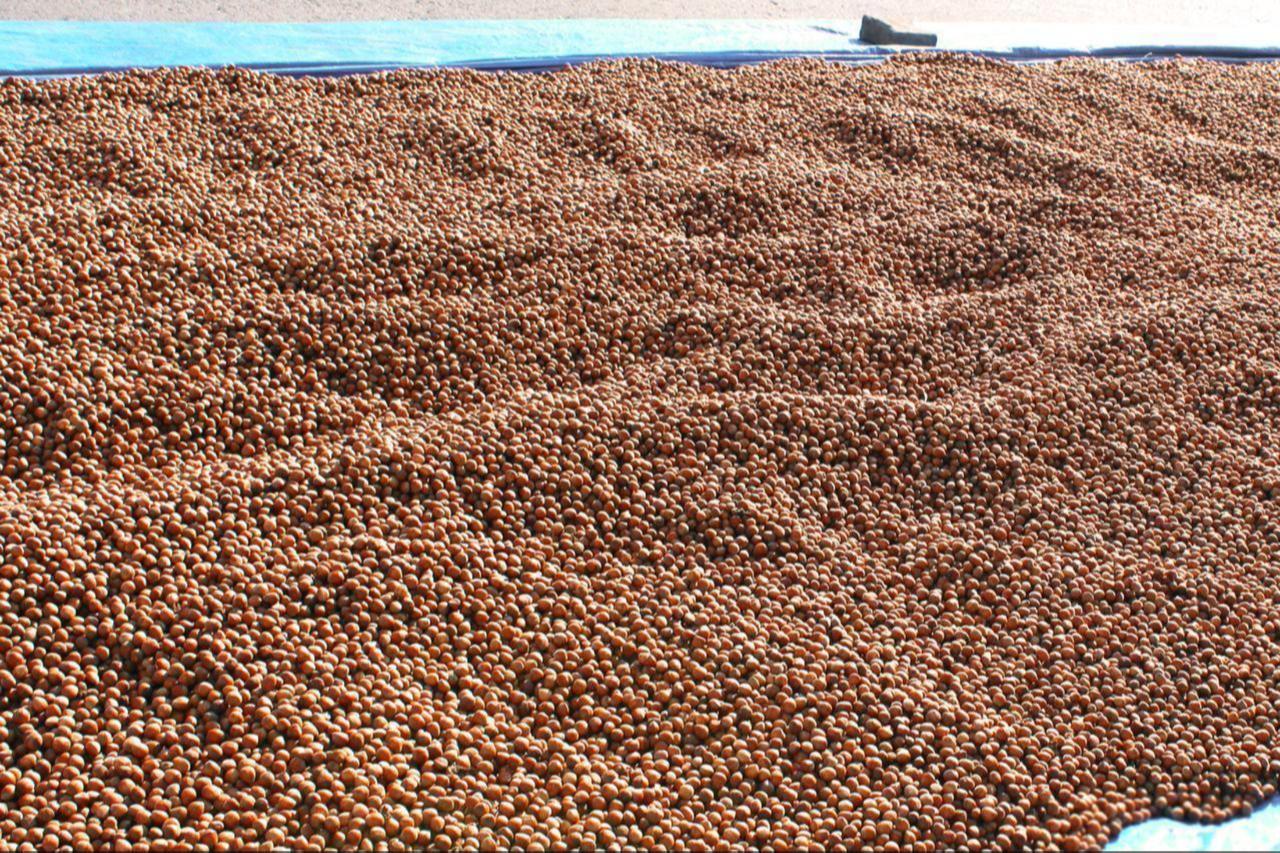 Türkiye's hazelnut exports plunge 31% in 2026 as bad weather affects harvest