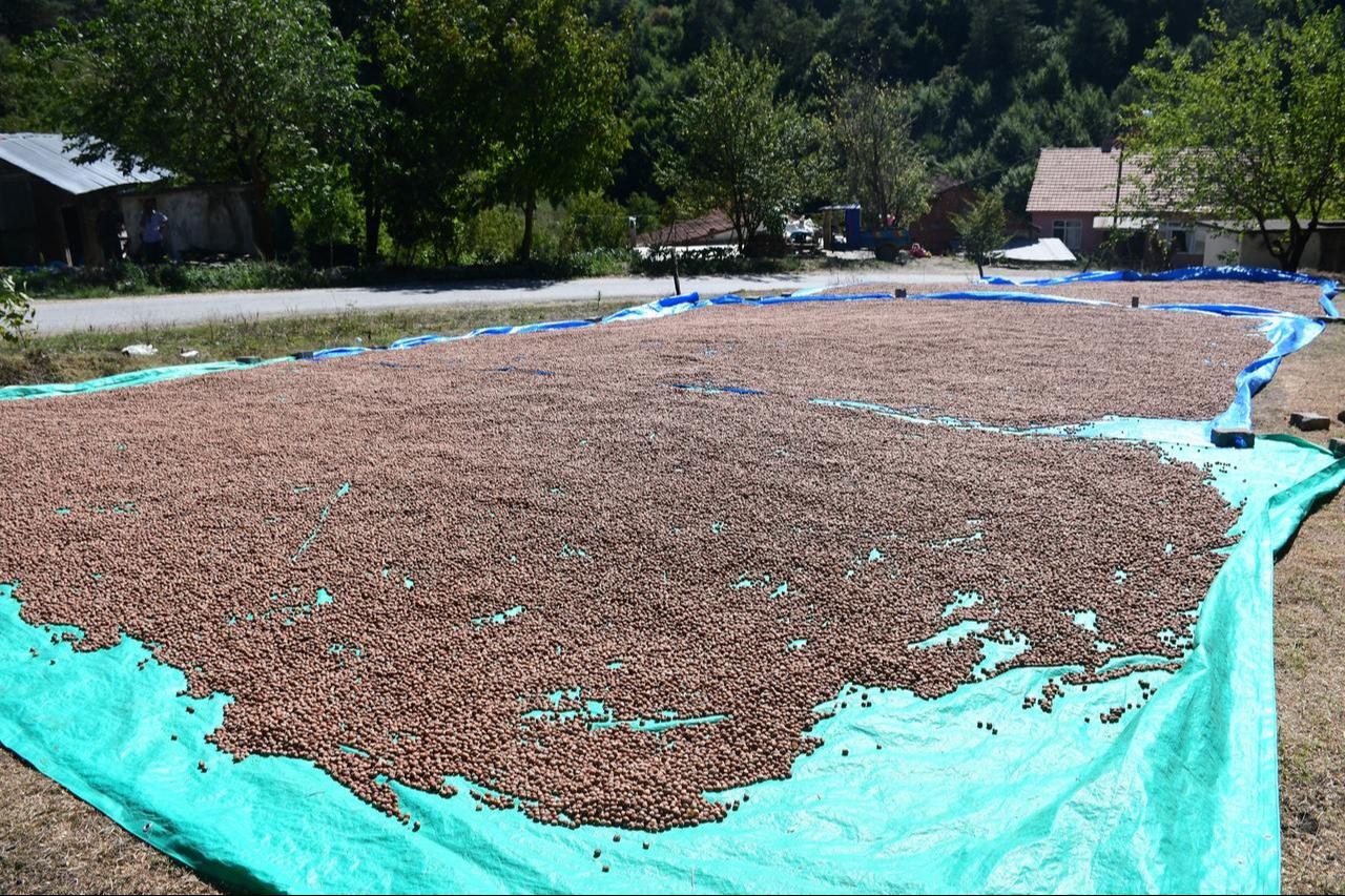 Hazelnuts dry under the sun after harvest in Duzce, northwestern Türkiye, Aug. 16, 2024. (AA Photo)