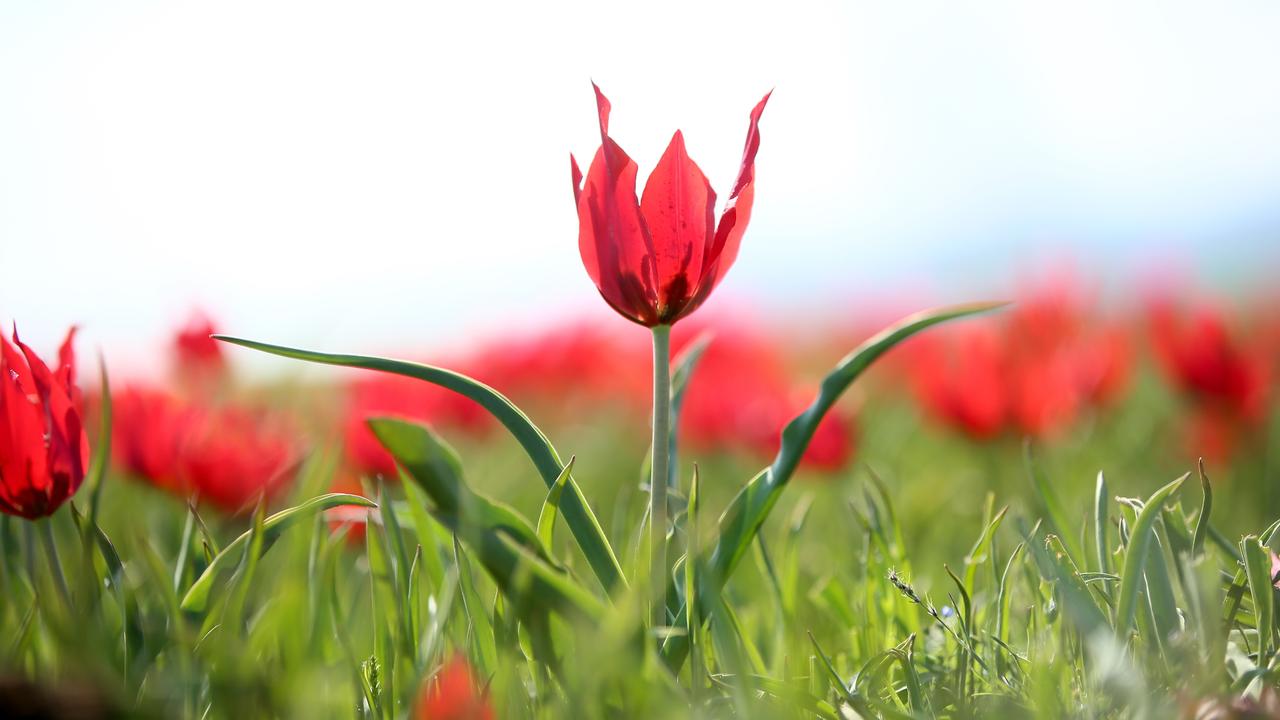 Scientists race to save Mus tulip as habitat shrinks