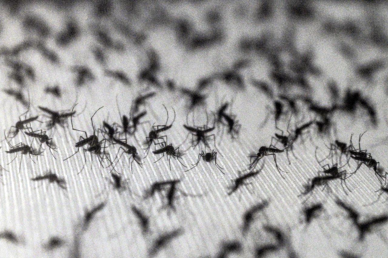 What if we killed all mosquitoes?