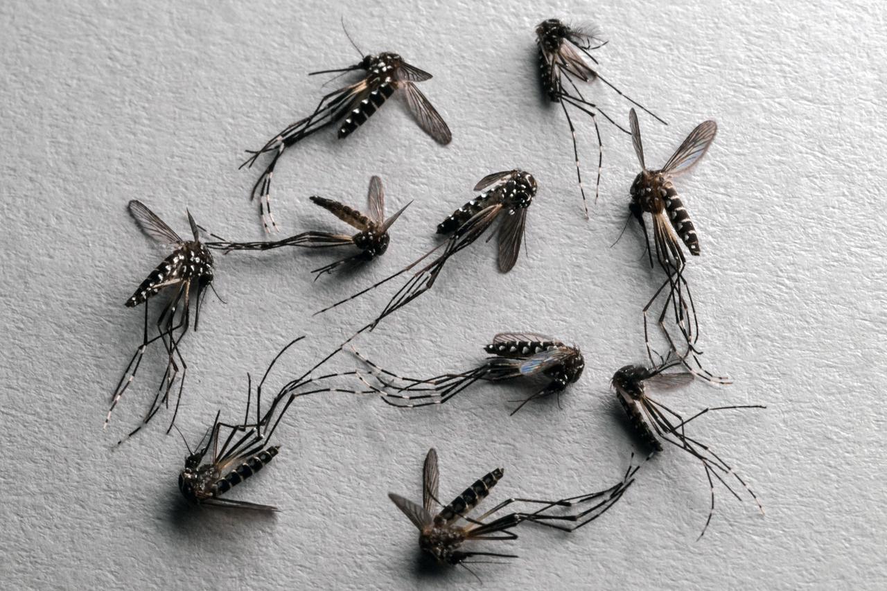 Dead Aedes aegypti mosquitoes are pictured at a laboratory of biotech company Wolbito do Brasil, in Curitiba, Parana state, Brazil on March 19, 2026. (AFP Photos)
