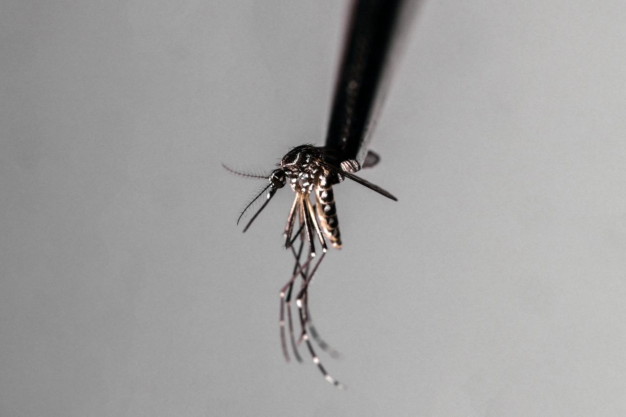 A dead Aedes aegypti mosquito is seen at a laboratory of biotech company Wolbito do Brasil, in Curitiba, Parana state, Brazil on March 19, 2026. (AFP Photo)