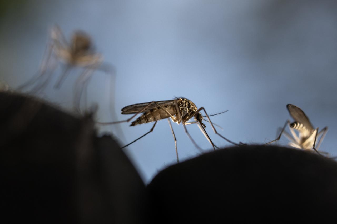 Why mosquitoes bite some people more than others