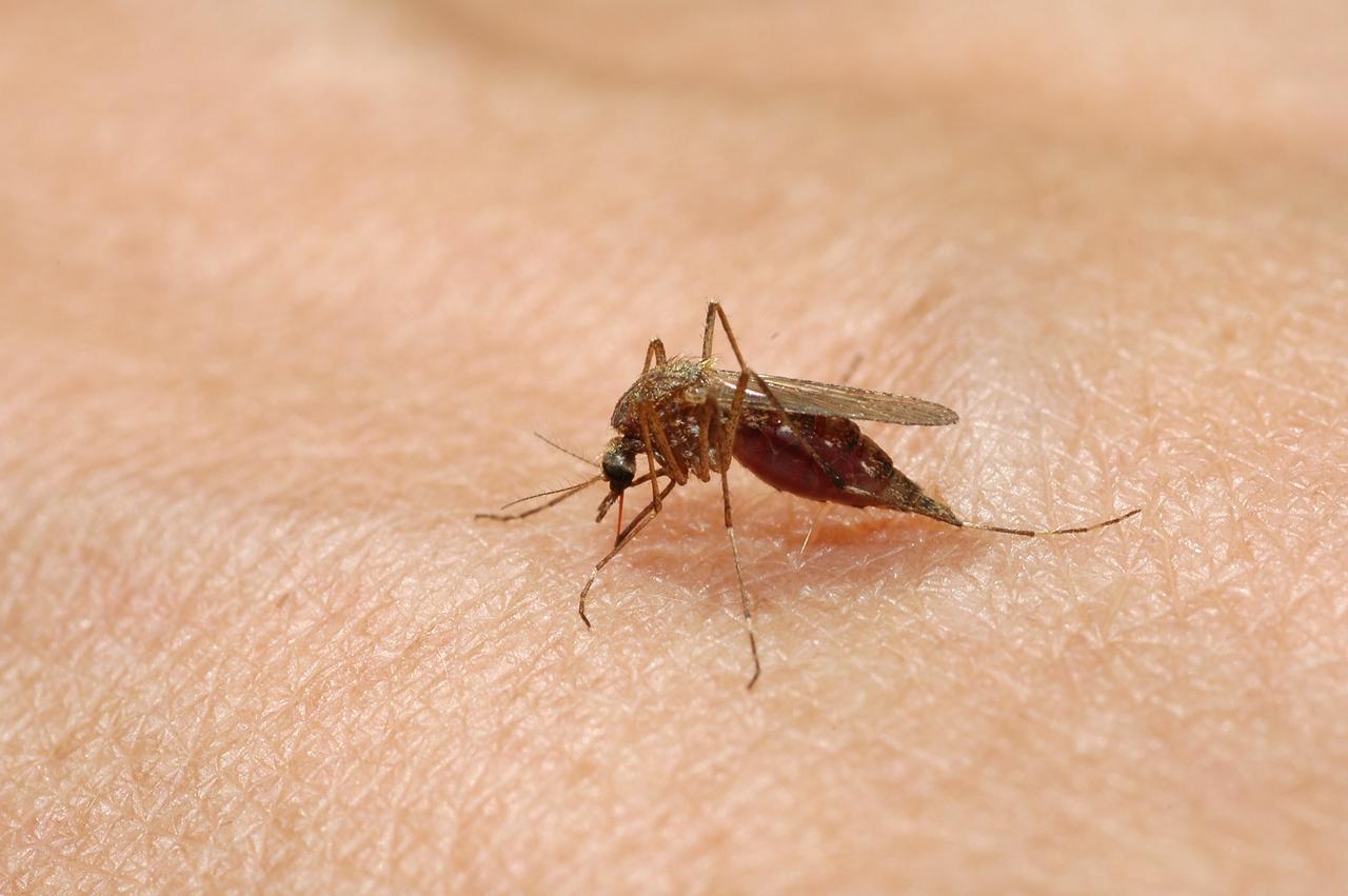 A mosquito feeds on human skin in a close-up image (Adobe Stock Photo)