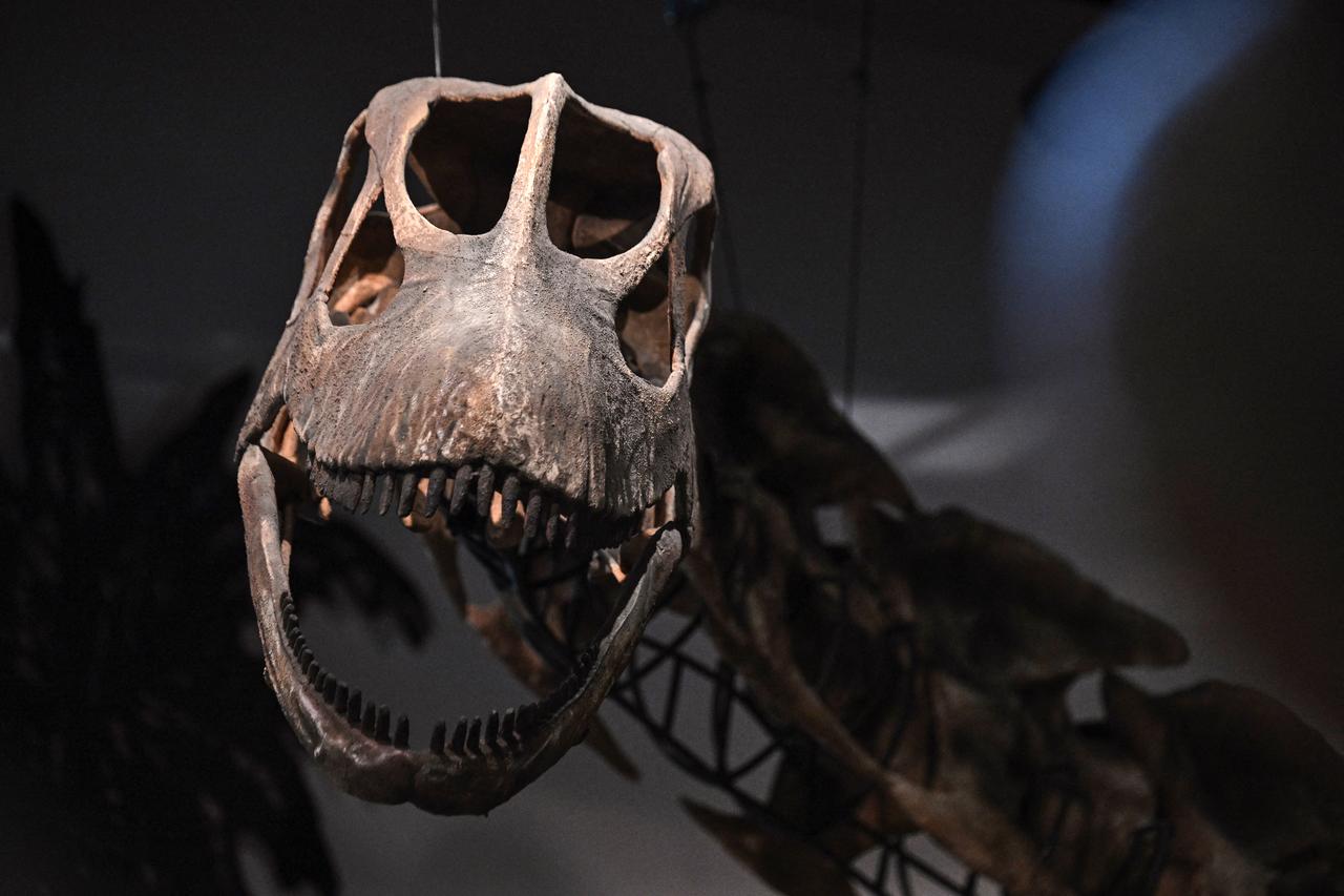 A model skeleton of Nagatitan chaiyaphumensis, Thailand’s largest dinosaur, is pictured at the Thainosaur Museum in Bangkok, May 15, 2026. (AFP Photo)