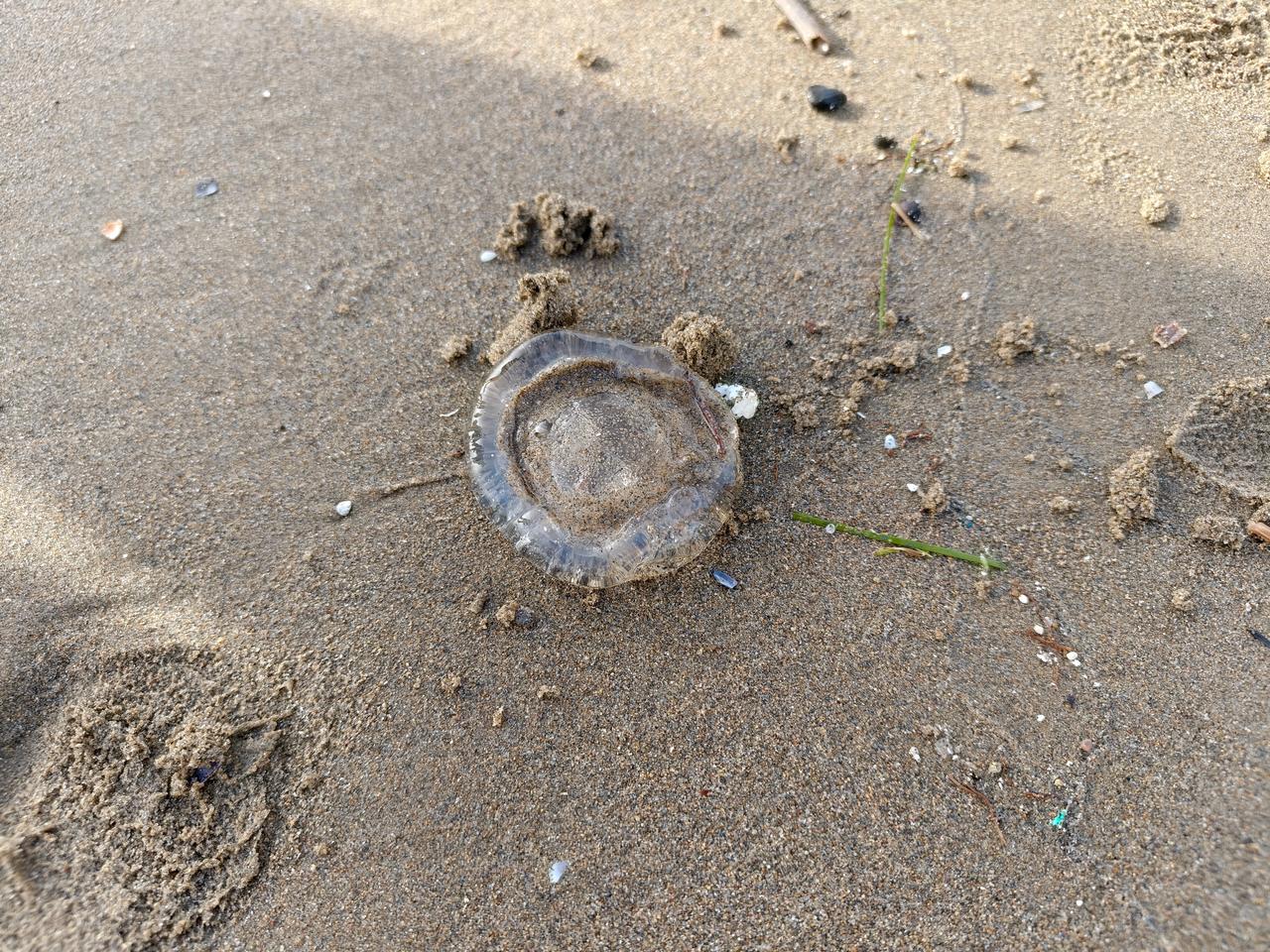The presence of thousands of highly transparent jellyfish on the beaches surprised people in the area. Aydin, Türkiye, May 15, 2026. (IHA Photo)