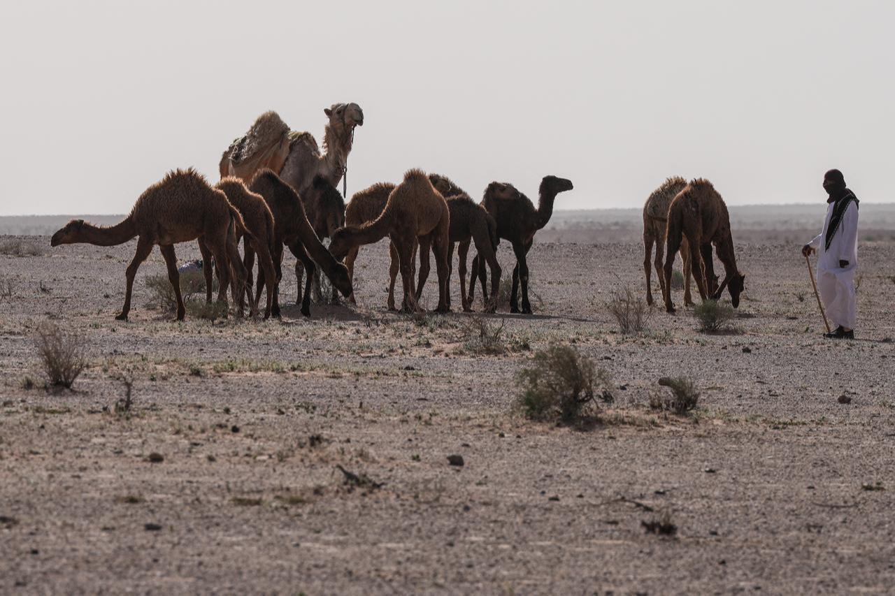 A shepherd leads a herd of camels through the Najaf desert in southwestern Iraq on May 12, 2026. (AFP Photo)