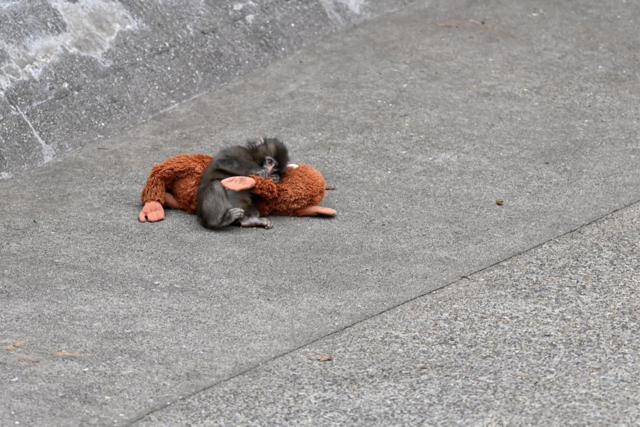 US man in costume breaks into viral baby monkey's zoo enclosure