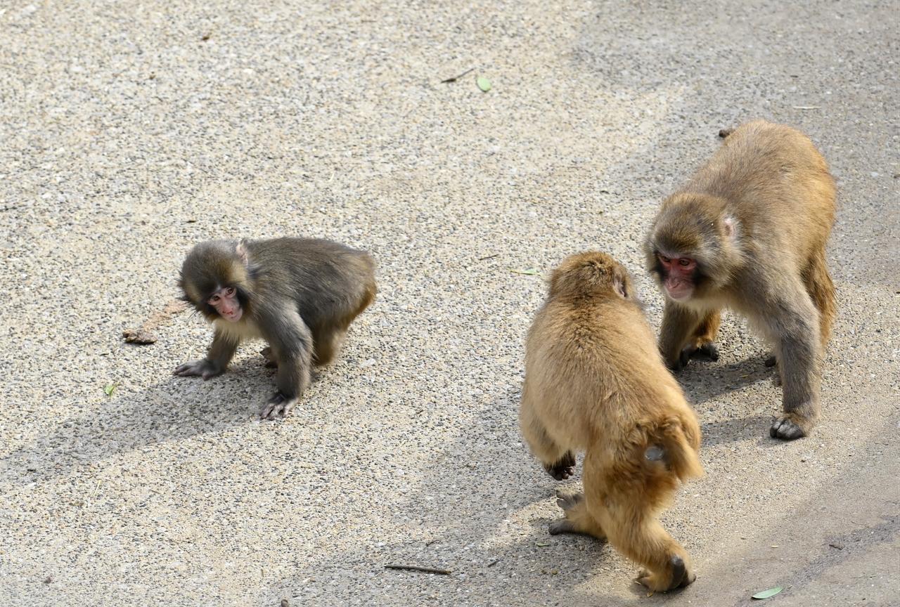Baby monkey ‘Punch’ (L) is seen near two adult macaques in a play area at a zoo in Chiba Prefecture, north of Tokyo, Japan, February 20, 2026. (AA Photo)