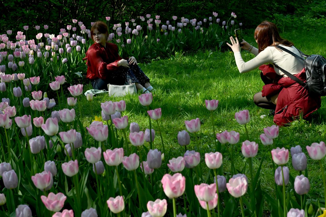 People enjoy the annual Tulip Festival on Elagin Island in Saint Petersburg, Russia, May, 17, 2026. (AA Photo)