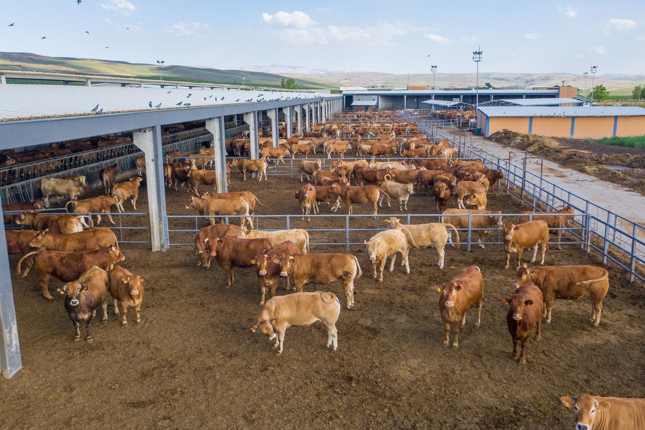 Disease cuts Türkiye’s meat and milk output, driving prices higher