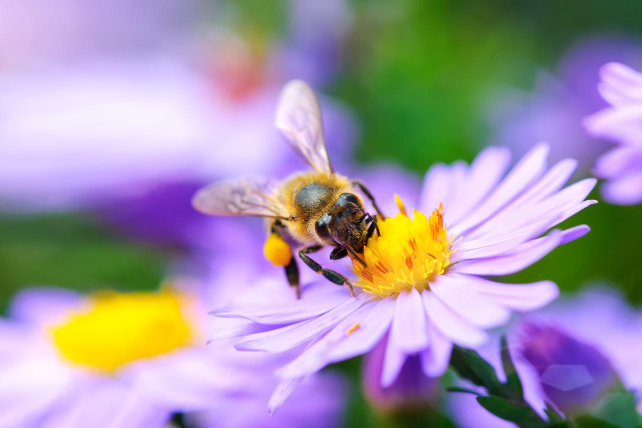 No bees, no harvest: Climate change closes in