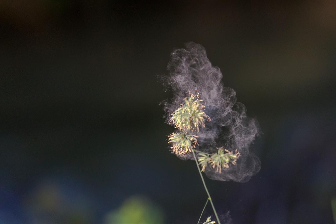 Pollen disperses from a plant. (Adobe Stock Photo)