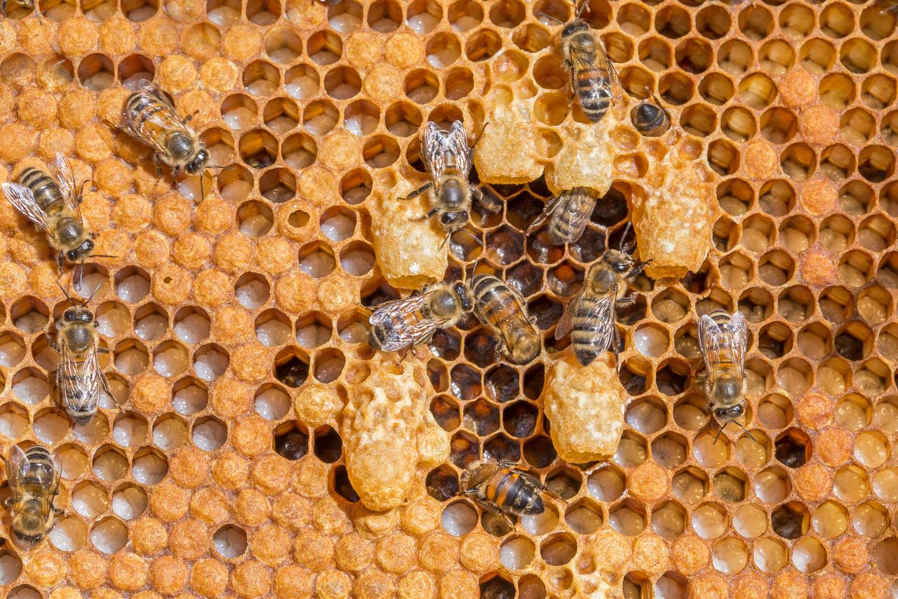 Honeybees crawl across a honeycomb. (Adobe Stock Photo)