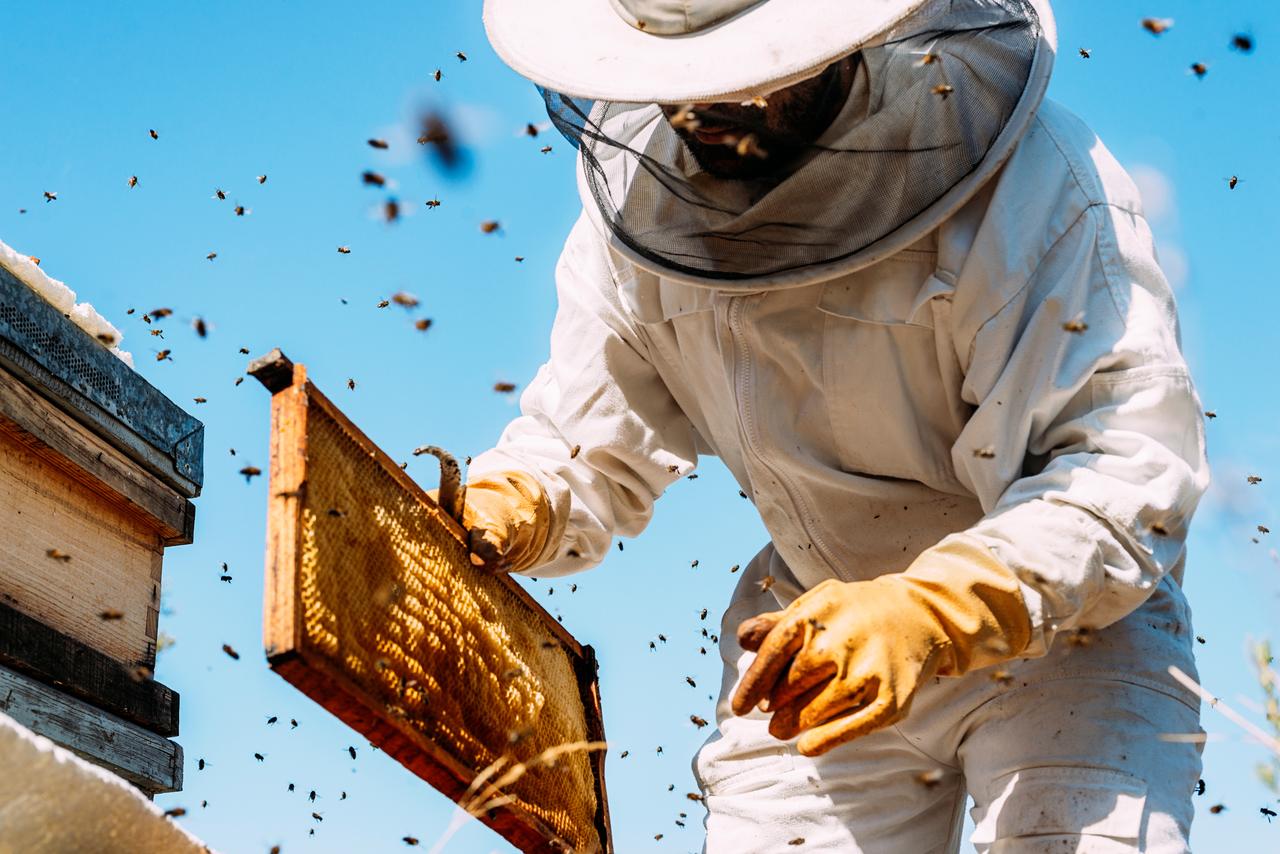 A beekeeper inspects a honeycomb frame. (Adobe Stock Photo)