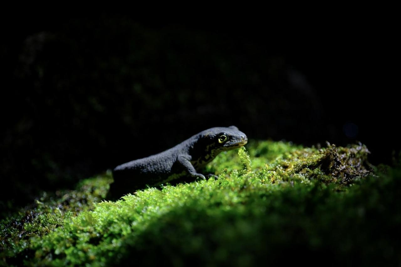3 rare Anatolian salamander species discovered in Ormanya wetlands