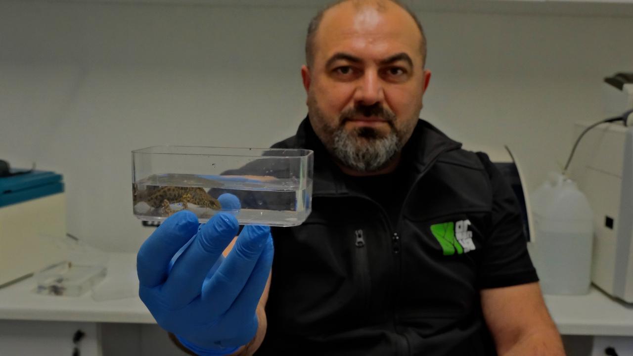 Ormanya biologist Recep Bakir holds a salamander observed during amphibian studies at Ormanya Nature Park in Kocaeli, Türkiye. (AA Photo)