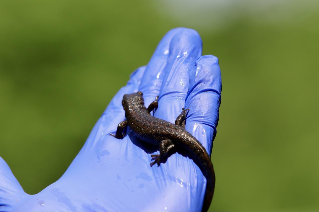 A salamander found in Ormanya Nature Park is seen on a gloved hand in Kocaeli, Türkiye. (AA Photo)