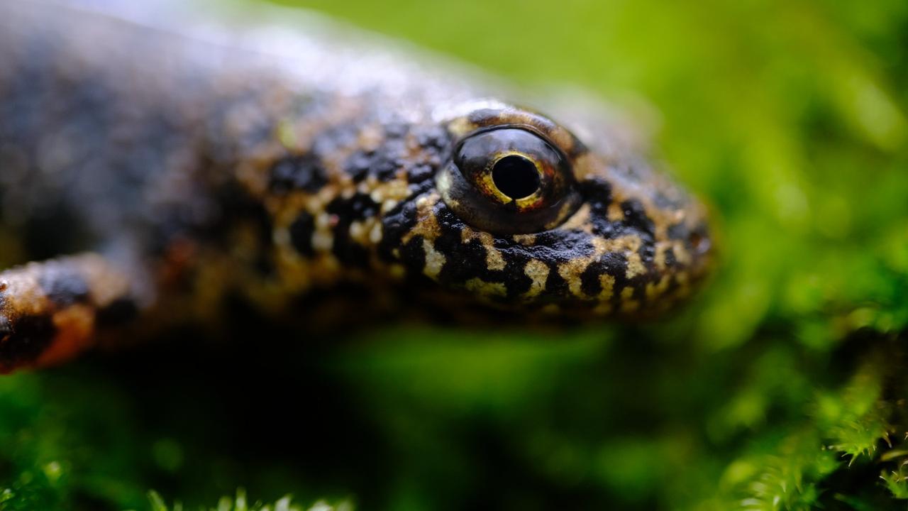 A close-up view of a salamander recorded in the wetlands of Ormanya Nature Park in Kocaeli, Türkiye. (AA Photo)