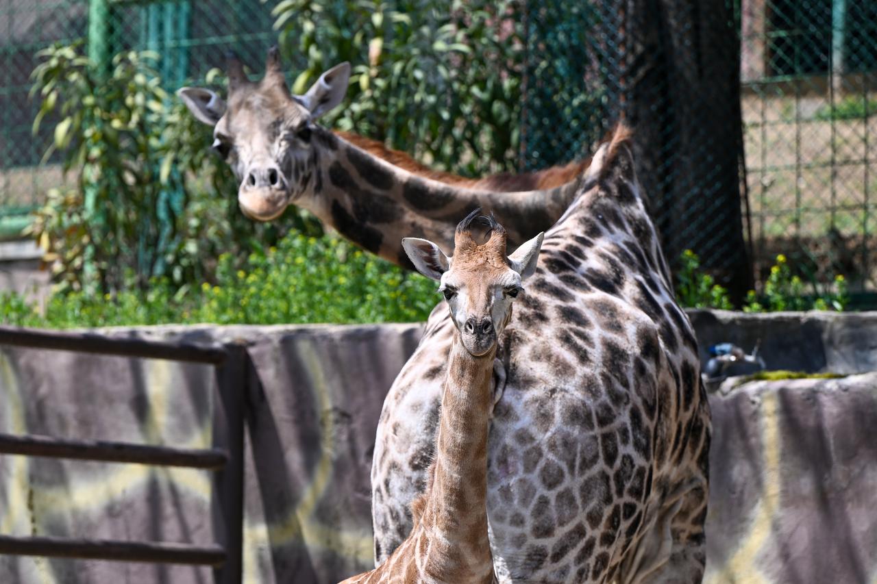 First Turkish-born giraffe calf named Cinar after public vote