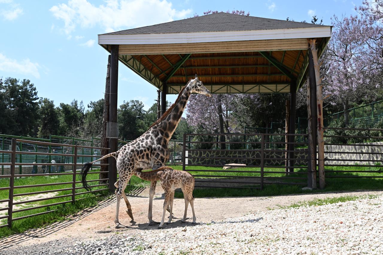A newborn giraffe at Gaziantep Wildlife Park, which has been named "Cinar" following a public poll, in Gaziantep, Türkiye, April 26, 2026. (AA Photo)