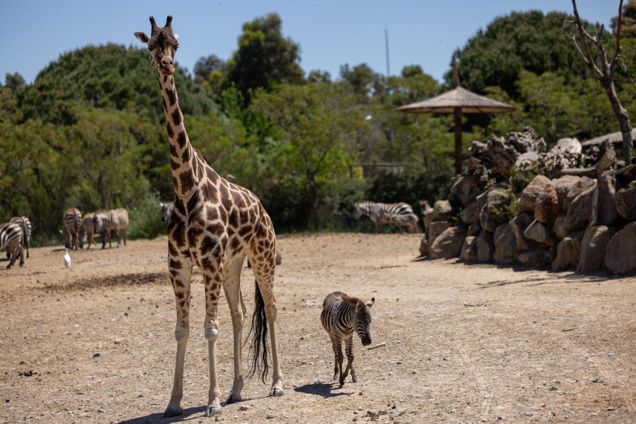 Orphaned baby zebra finds unlikely protectors among giraffes at Izmir wildlife park