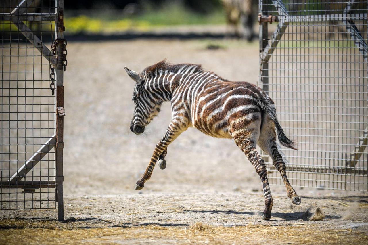Baby zebra Gozde plays around at Izmir Natural Life Park after losing her mother at three months old, Izmir, Türkiye, May 2, 2026. (AA Photo)