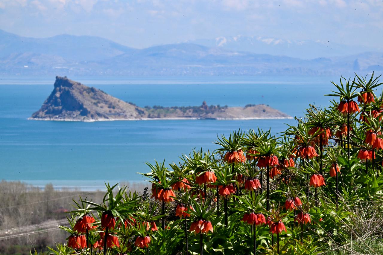 Reverse tulips bloom among gravestones in eastern Türkiye’s Van