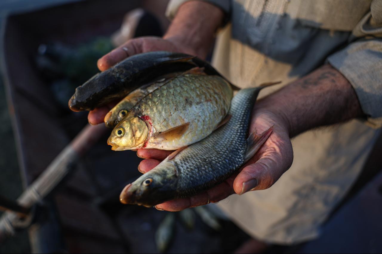 Fisherman Yusuf Habash displays a handful of fresh fish caught from the Euphrates River in Raqqa, Syria, May 20, 2026. (AA Photo)