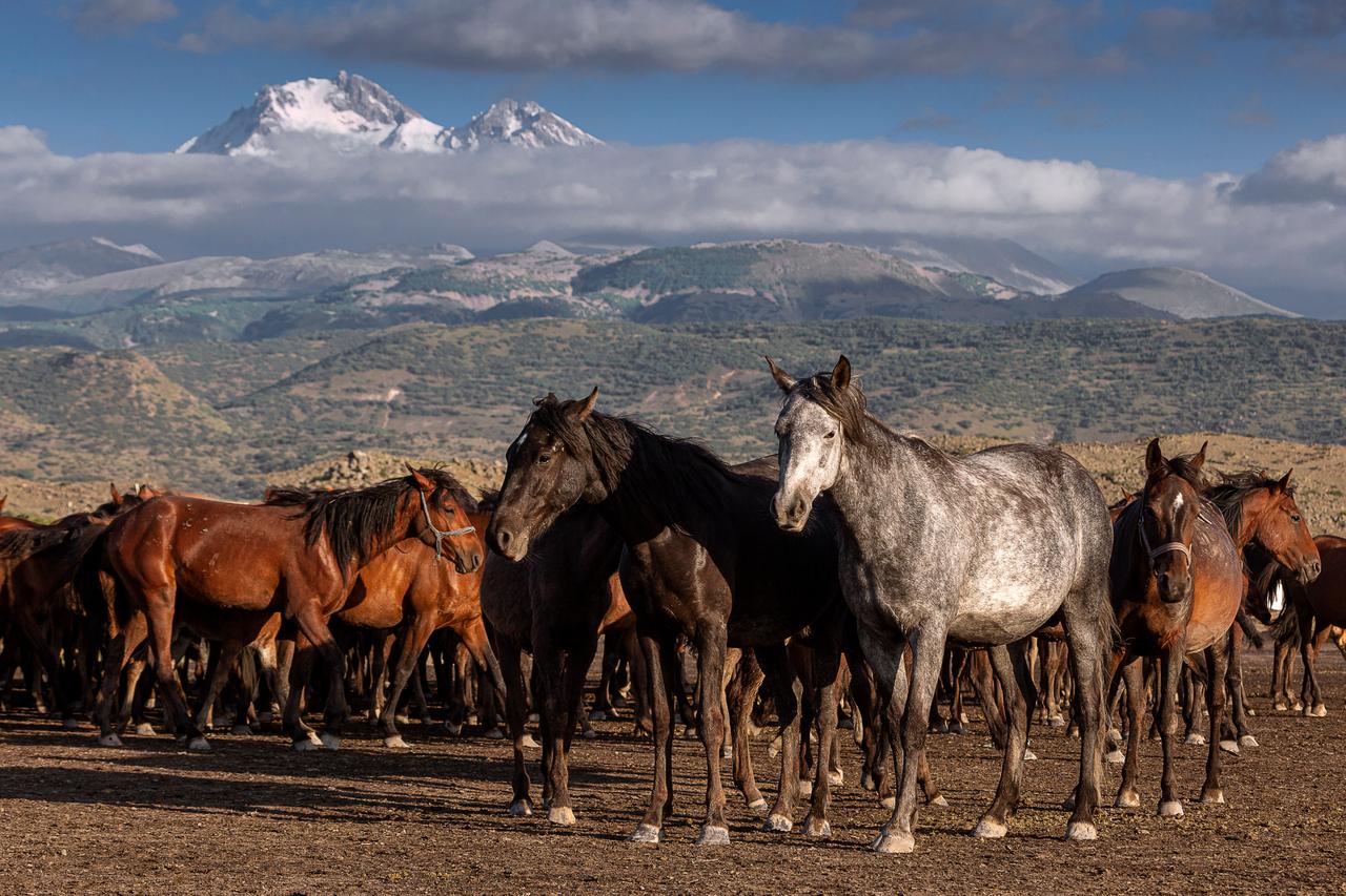 Study reveals earlier timeline for horse domestication