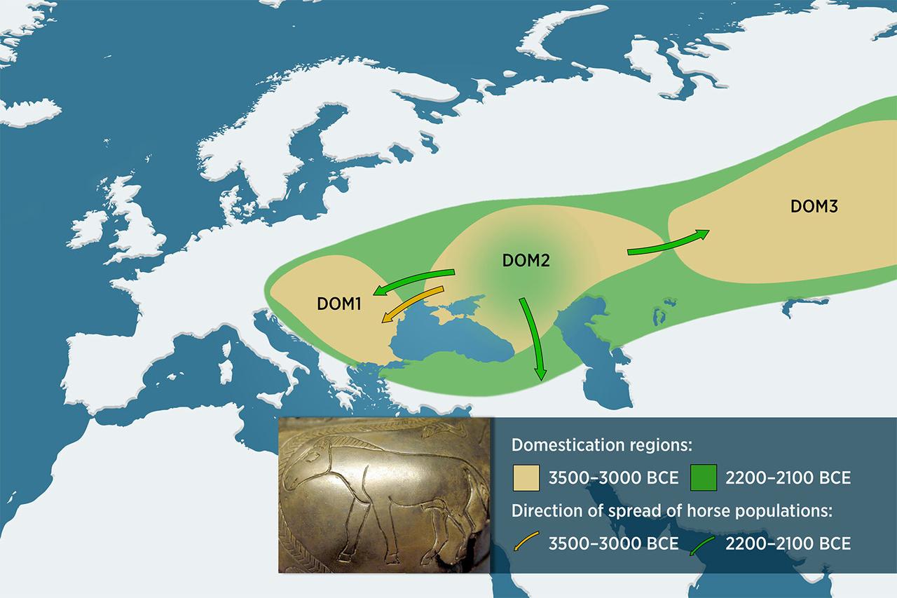 Three early horse populations spread from western Siberia to Central Europe, but DOM2 horses became the ancestors of all modern domestic horses. (Image via Jani Narhi)