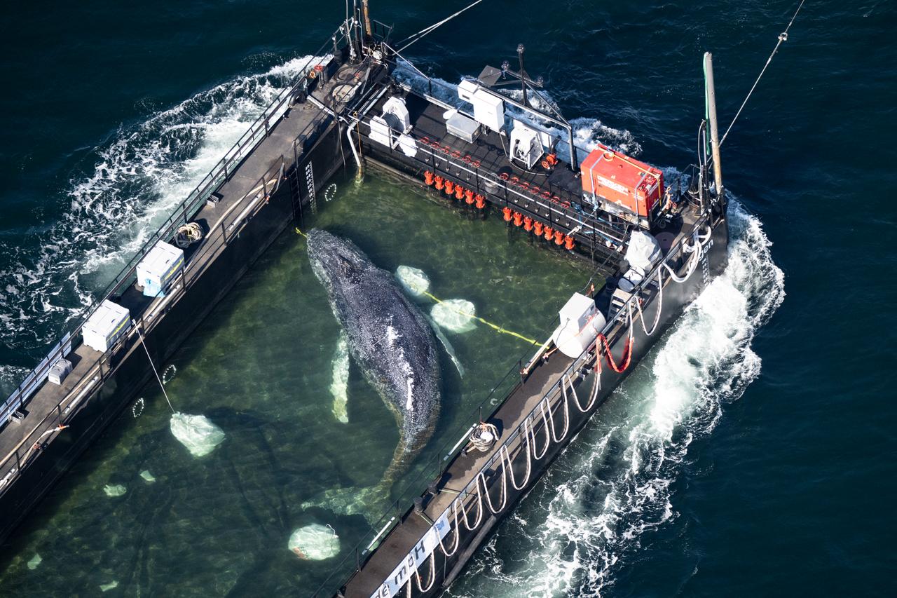 Denmark to perform necropsy on 'Timmy' whale after failed rescue