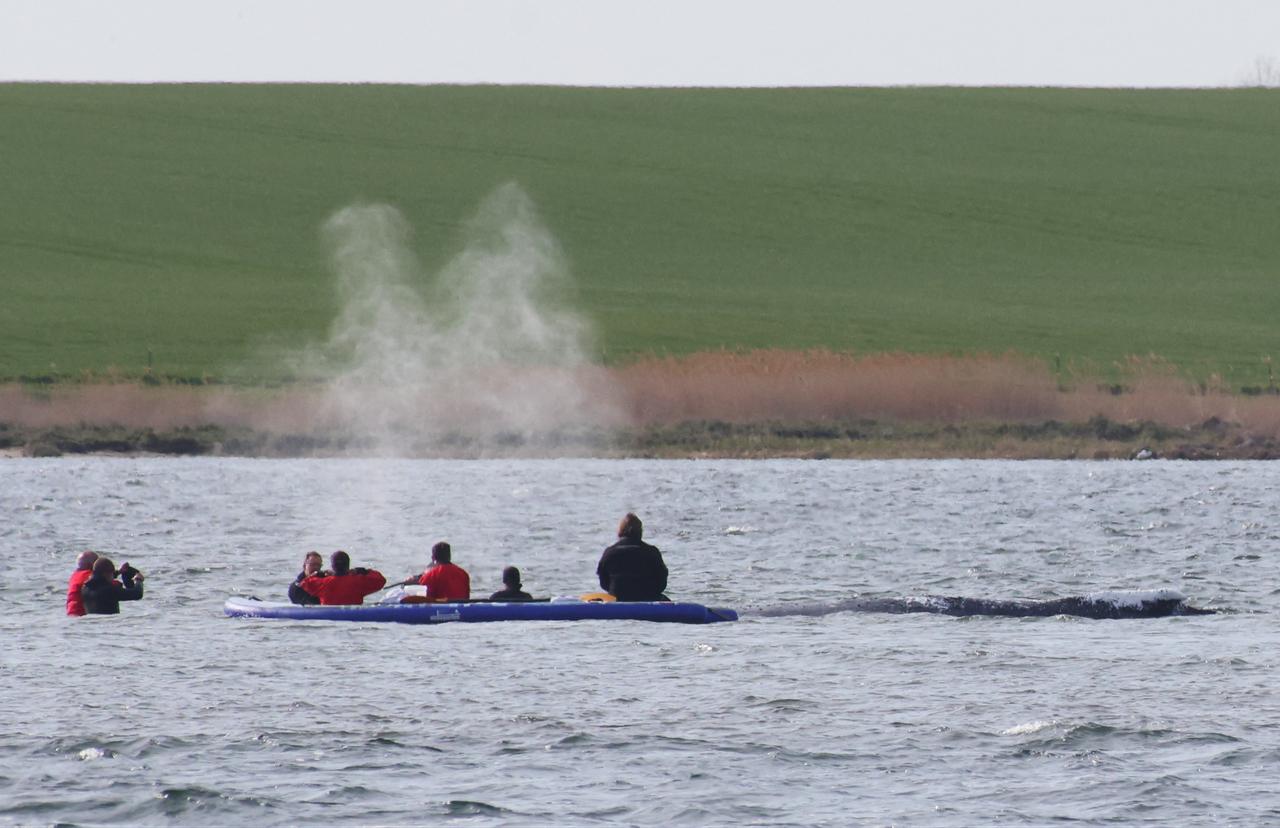A rescue team is seen close to a stranded humpback whale in the Wismarer Bucht bay of the Baltic Sea off the island of Poel, northern Germany, on April 27, 2026. (AFP Photo)