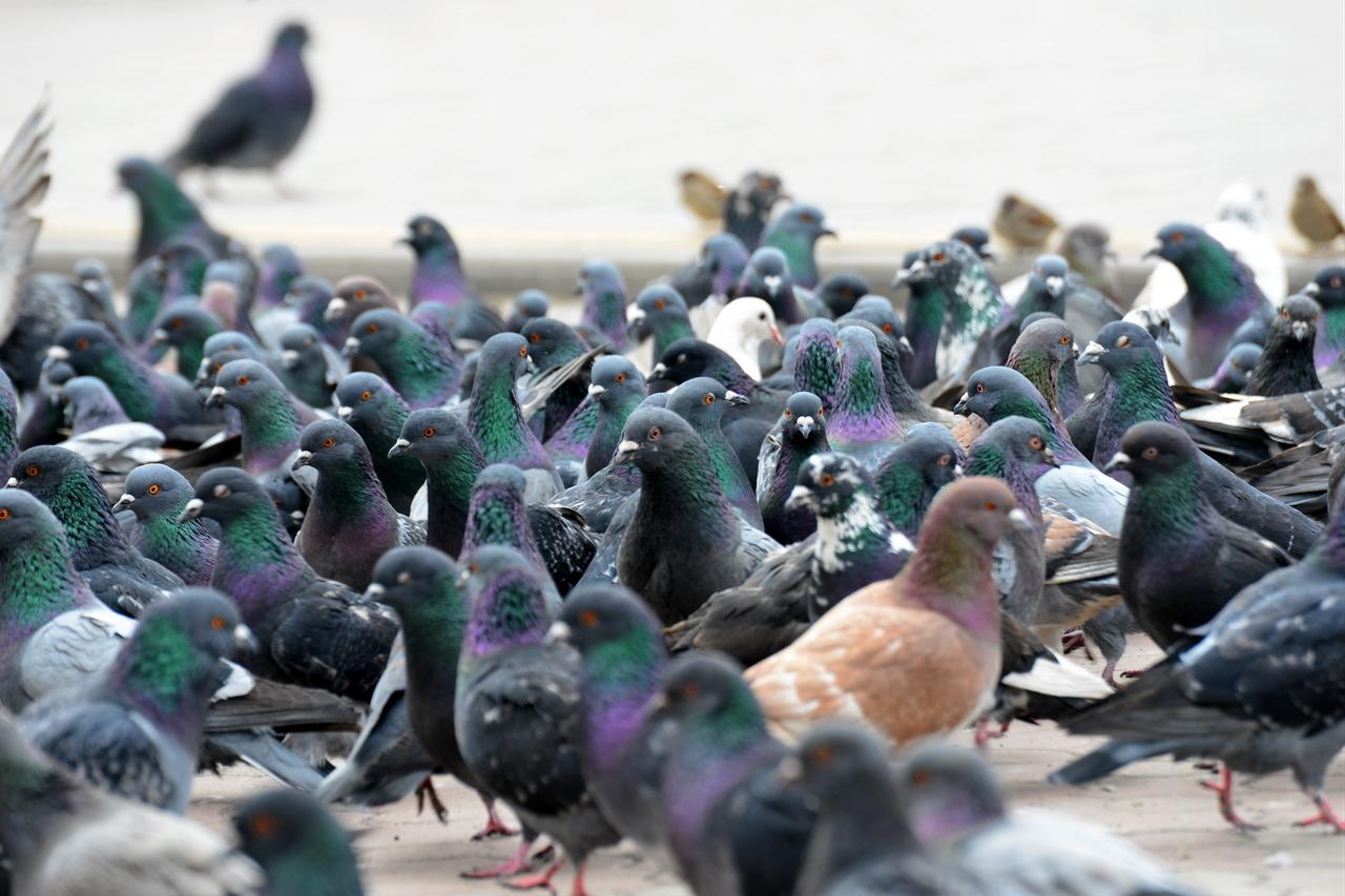 Once messengers, pigeons now face spikes and scorn
