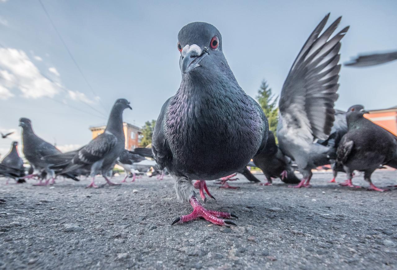 A close-up view of pigeons gathered on a city street, with one bird staring directly into the camera as others move and flap their wings in the background. (Adobe Stock Photo)
