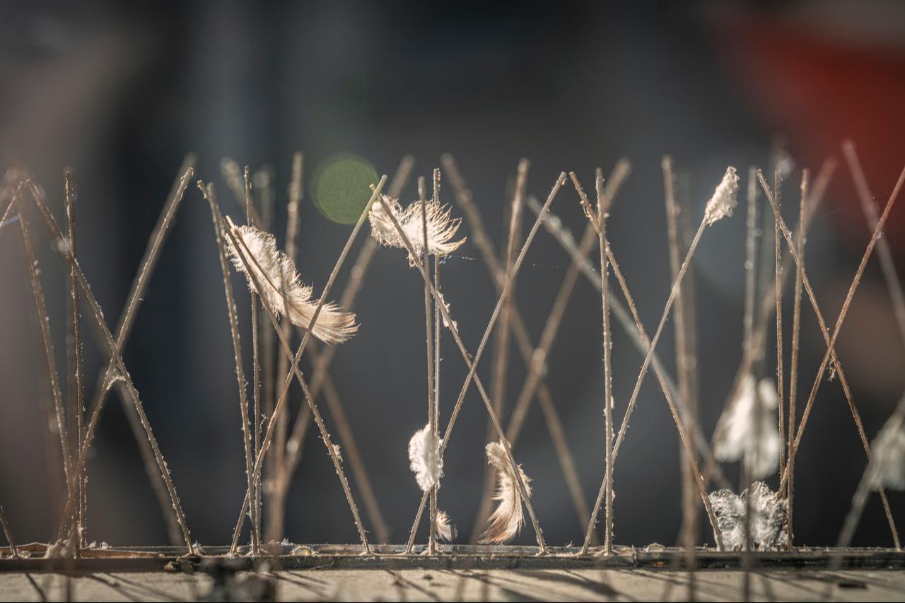 Bird feathers caught on anti-bird spikes are seen on a ledge (Adobe Stock Photo)