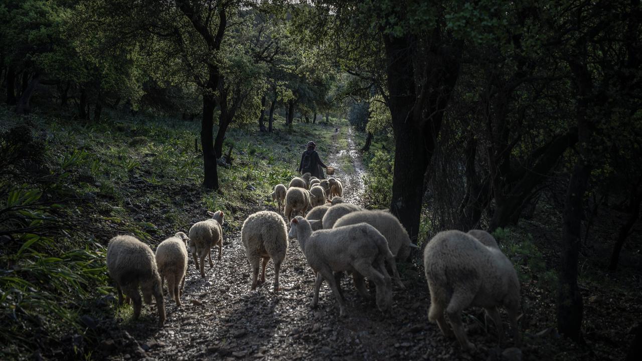 Shepherds cross the sea to complete their annual migration