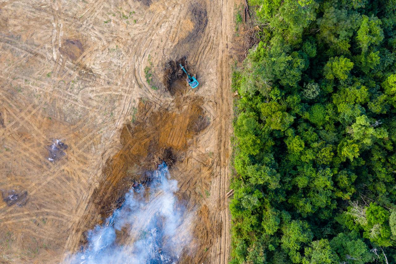 Amazon deforestation hits record low since 2019