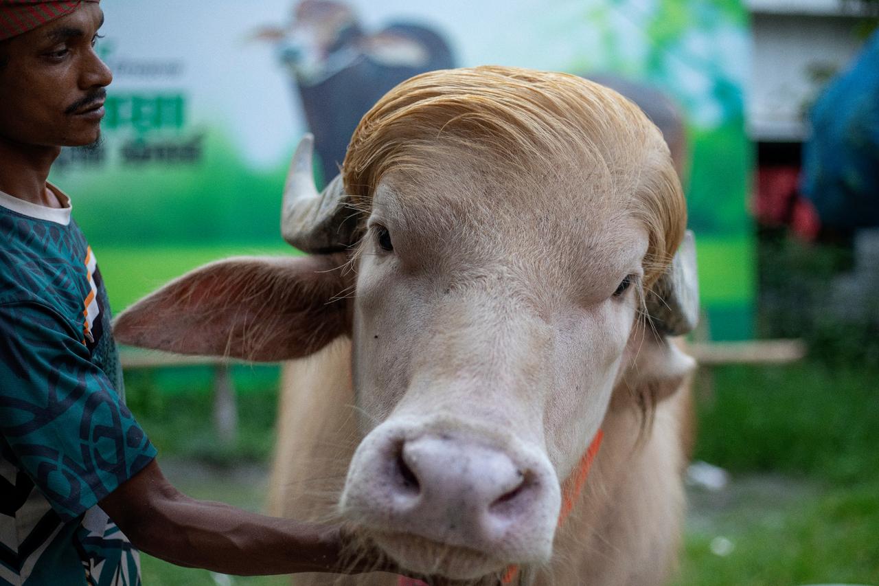 Bangladesh's buffalo with 'Trump look' gets last-minute respite
