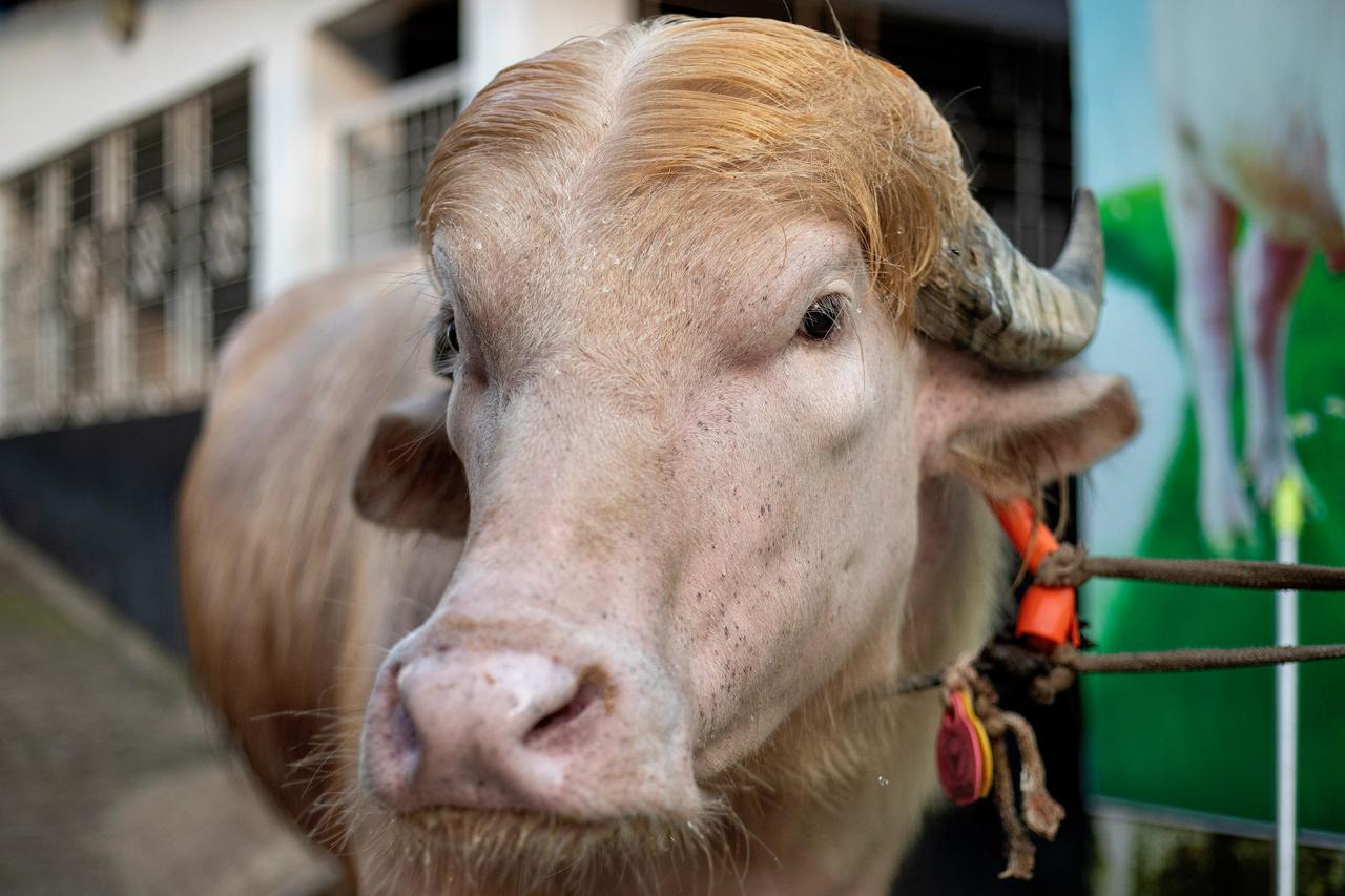 This photograph shows an albino buffalo nicknamed "Donald Trump" in Narayanganj, Bangladesh, on May 17, 2026 (AFP Photo)
