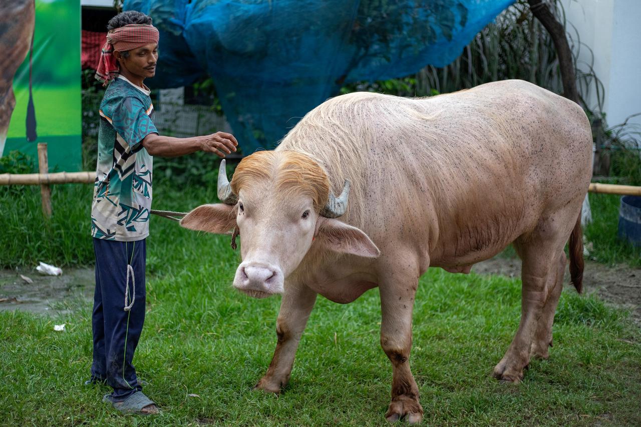 This photograph shows a caretaker attending an albino buffalo nicknamed "Donald Trump" in Narayanganj, Bangladesh, on May 17, 2026 (AFP Photo)