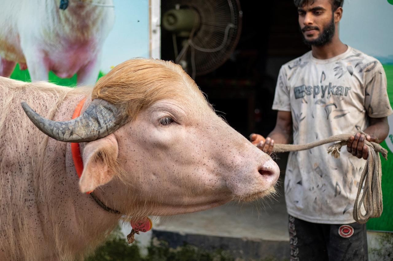 This photograph shows a caretaker attending an albino buffalo nicknamed "Donald Trump" in Narayanganj, Bangladesh, on May 17, 2026 (AFP Photo)