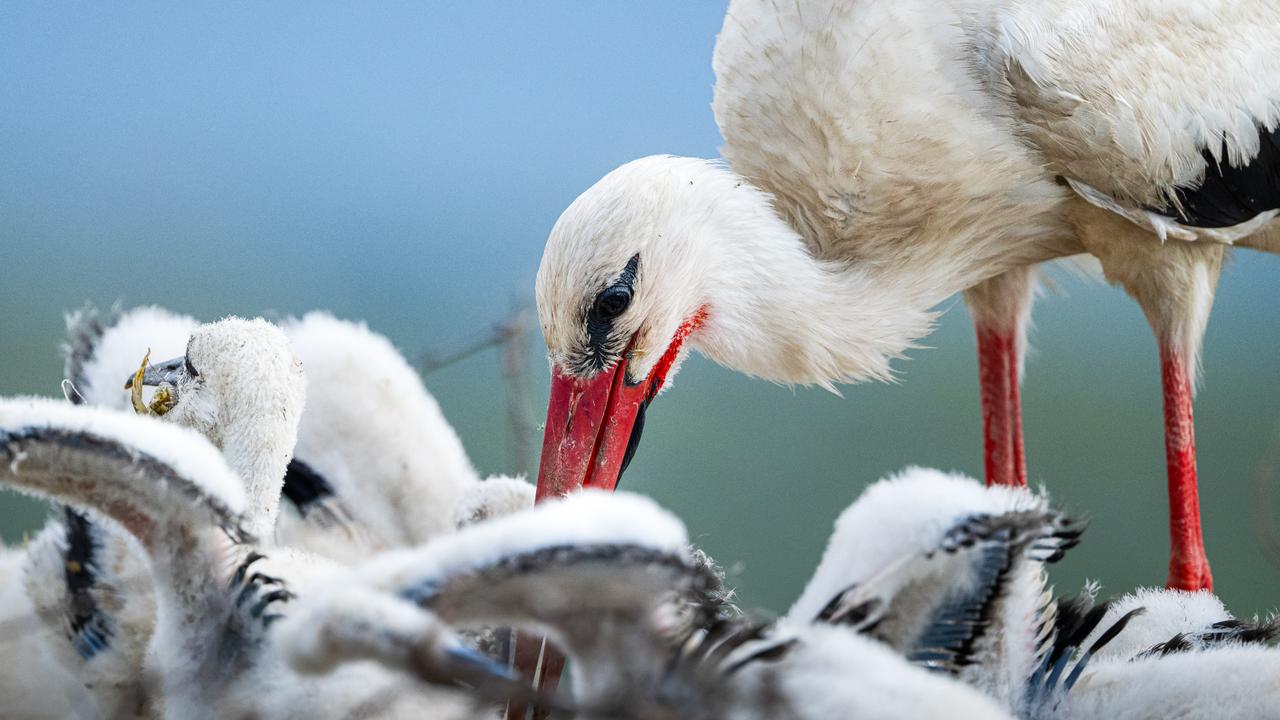 Bursa fisherman’s famous stork friend hatches five chicks