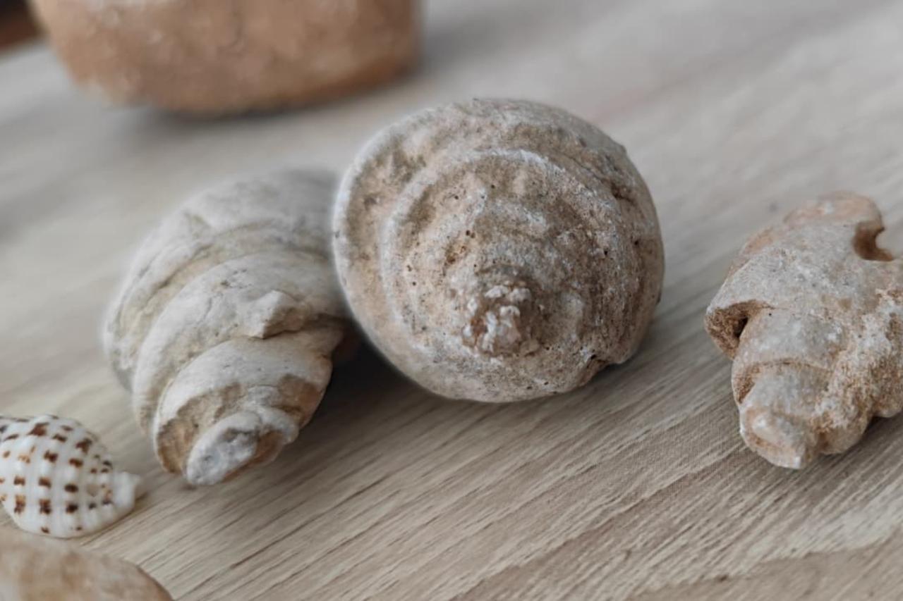 Millions-year-old fossils unearthed during nature walk in southeastern Türkiye